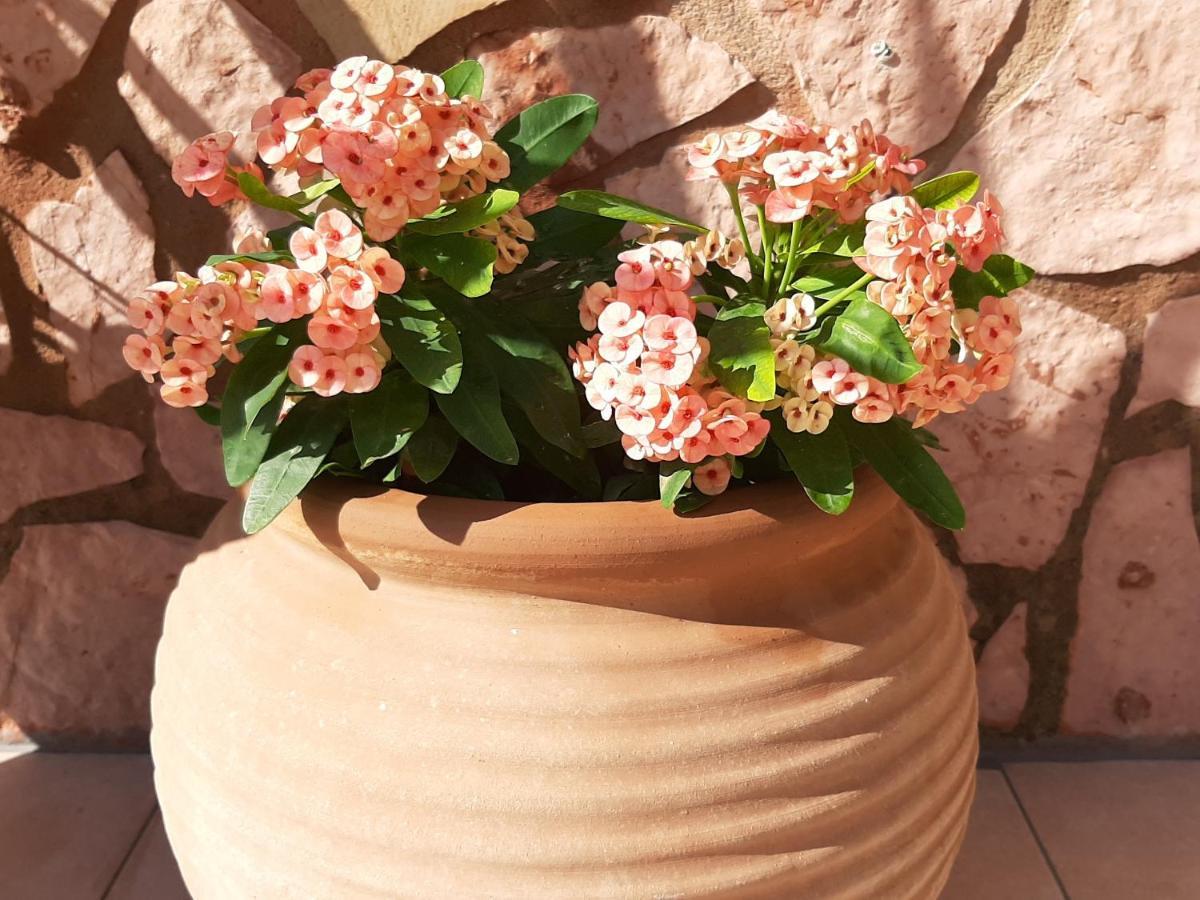 Aloe Villa Chania Crete جورجيوبوليس المظهر الخارجي الصورة