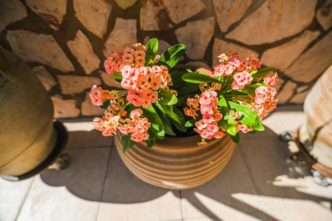 Aloe Villa Chania Crete جورجيوبوليس المظهر الخارجي الصورة